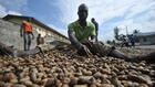 Côte d'Ivoire: la filière de la noix de cajou, exemple de coopération entre Européens et Africains